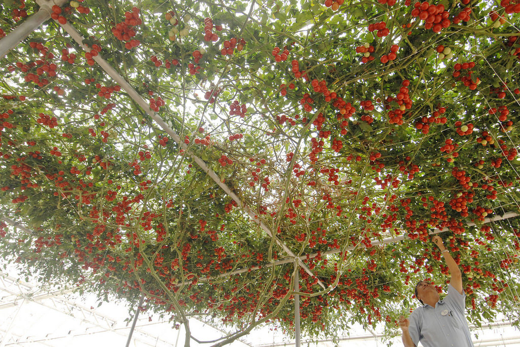 Как вырастить помидорное дерево в домашних условиях: спрут, цифомандра и другие разновидности, отзывы, фото и видео