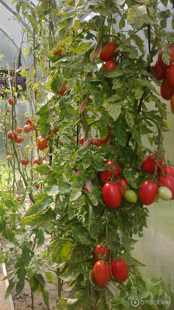 Лучшие семена томатов: самые урожайные сорта на 2021 год с фото и описанием