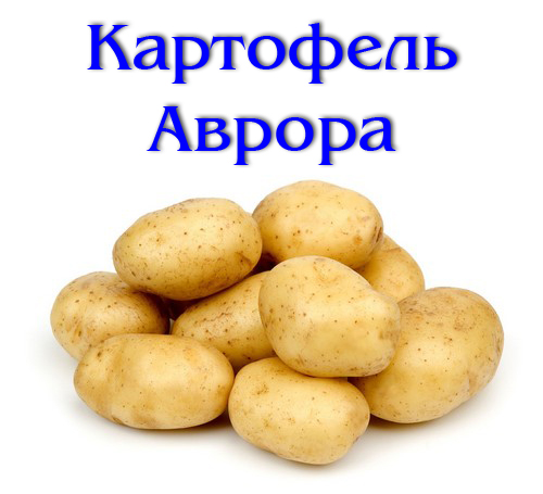 Сорт картофеля аврора – описание, посадка и уход