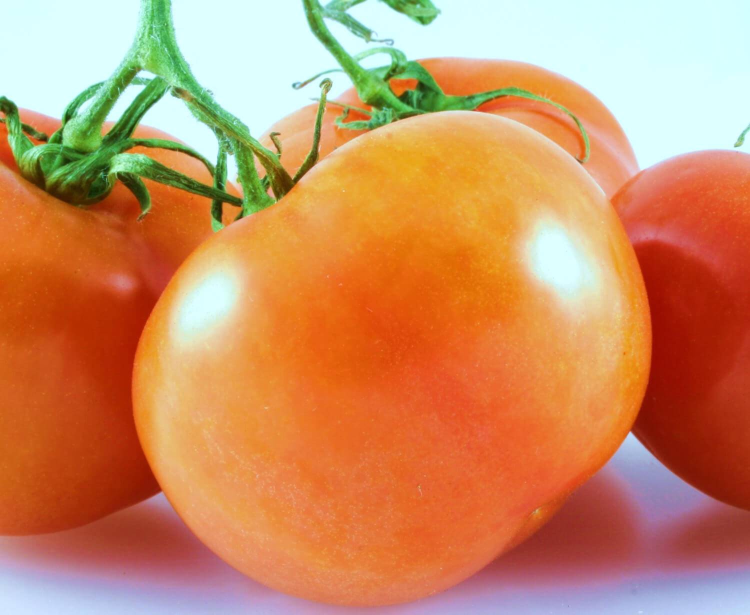 Выращивание, характеристика и описание томата сорта апельсин