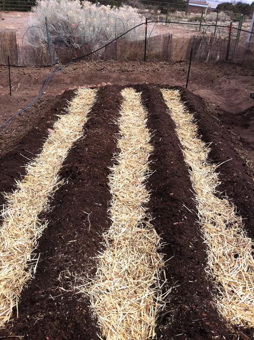 Выращивание картофеля под соломой: как сажать картофель и как за ним ухаживать