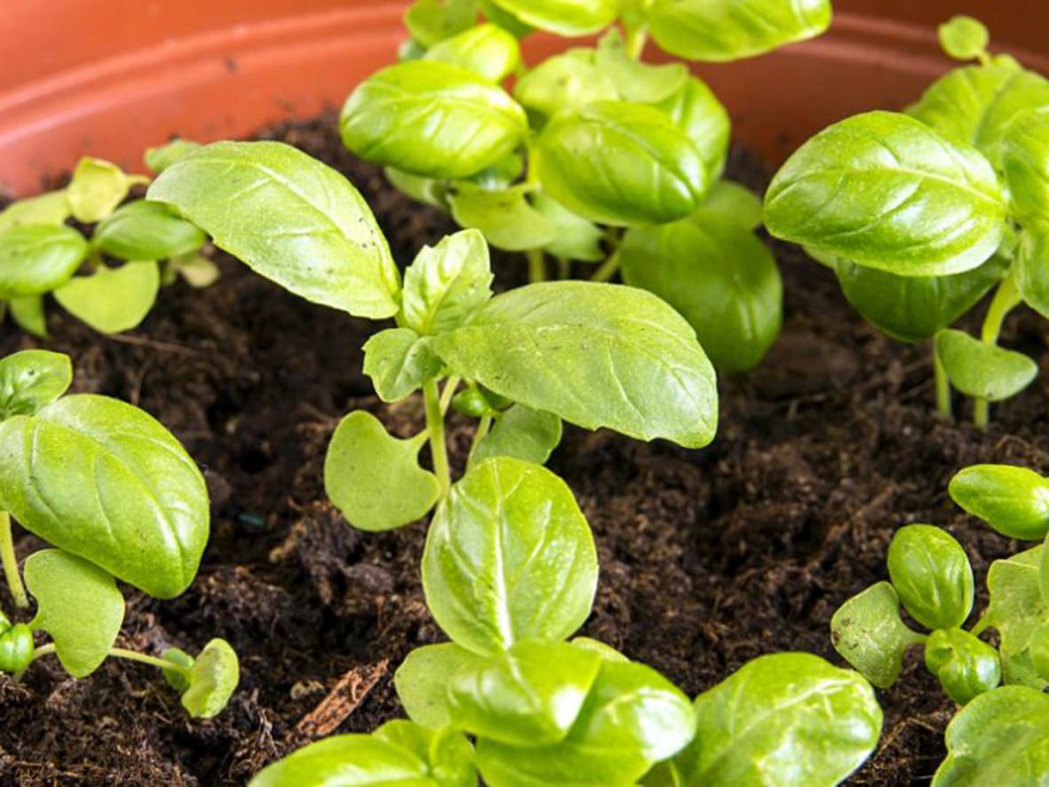 ТОП 10 советов, как правильно посадить и вырастить базилик из семян в домашних условиях на рассаду