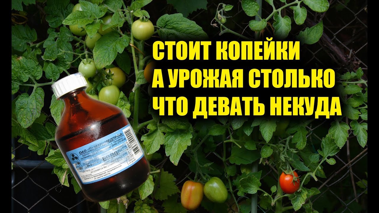 ✅ перекись водорода для рассады томатов: применение, опрыскивание - tehnomir32.ru