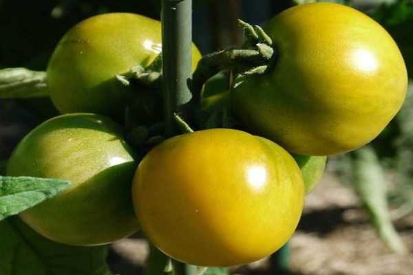 Описание и особенности выращивания томата Янтарный кубок , отзывы