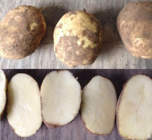 Картофель сказка – описание сорта, фото, отзывы