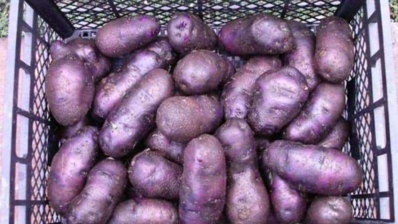 Картофель наташа: описание сорта, фото, отзывы