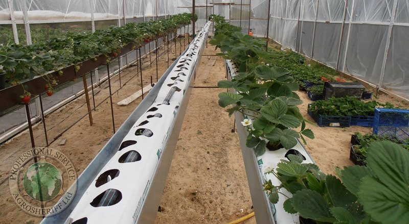 Выращивание клубники по голландской технологии в теплице
