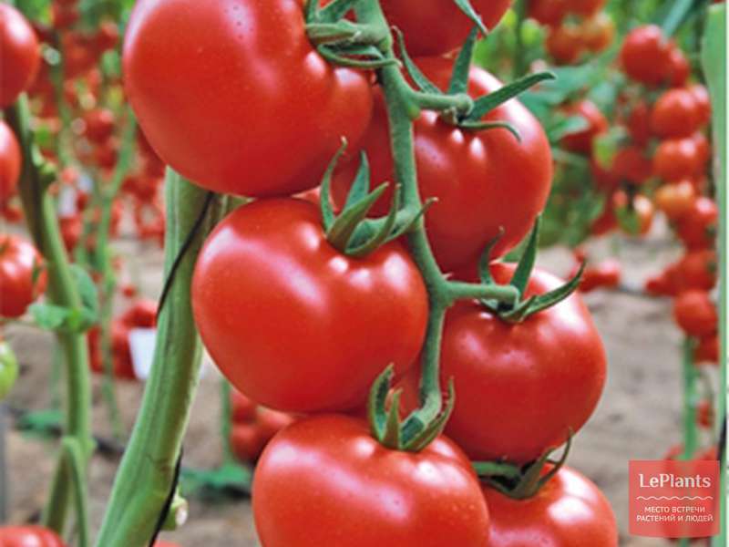 Томат «титан»: описание сорта, фото, рекомендации по выращиванию и основные характеристики помидоры русский фермер