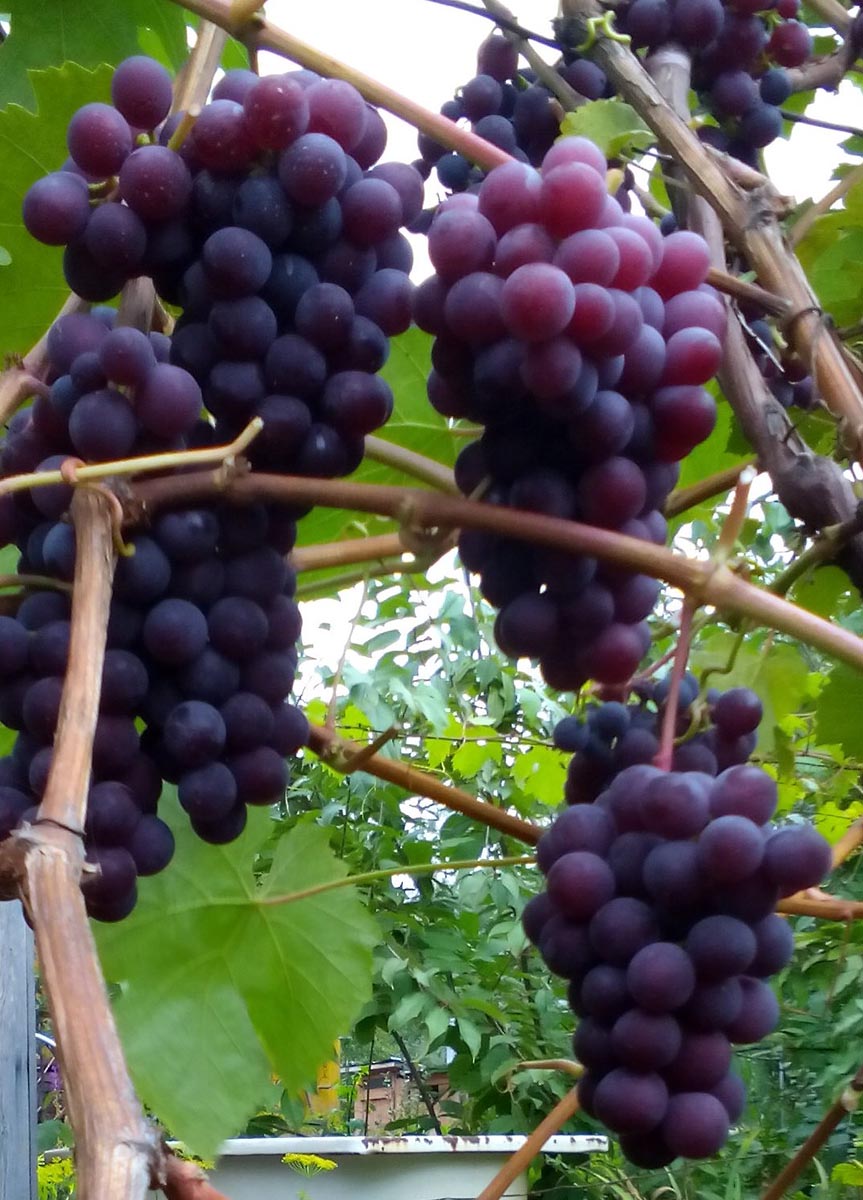 Описание винограда коринка русская - мыдачники