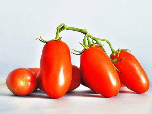 Как вырастить томат сибирская тройка
