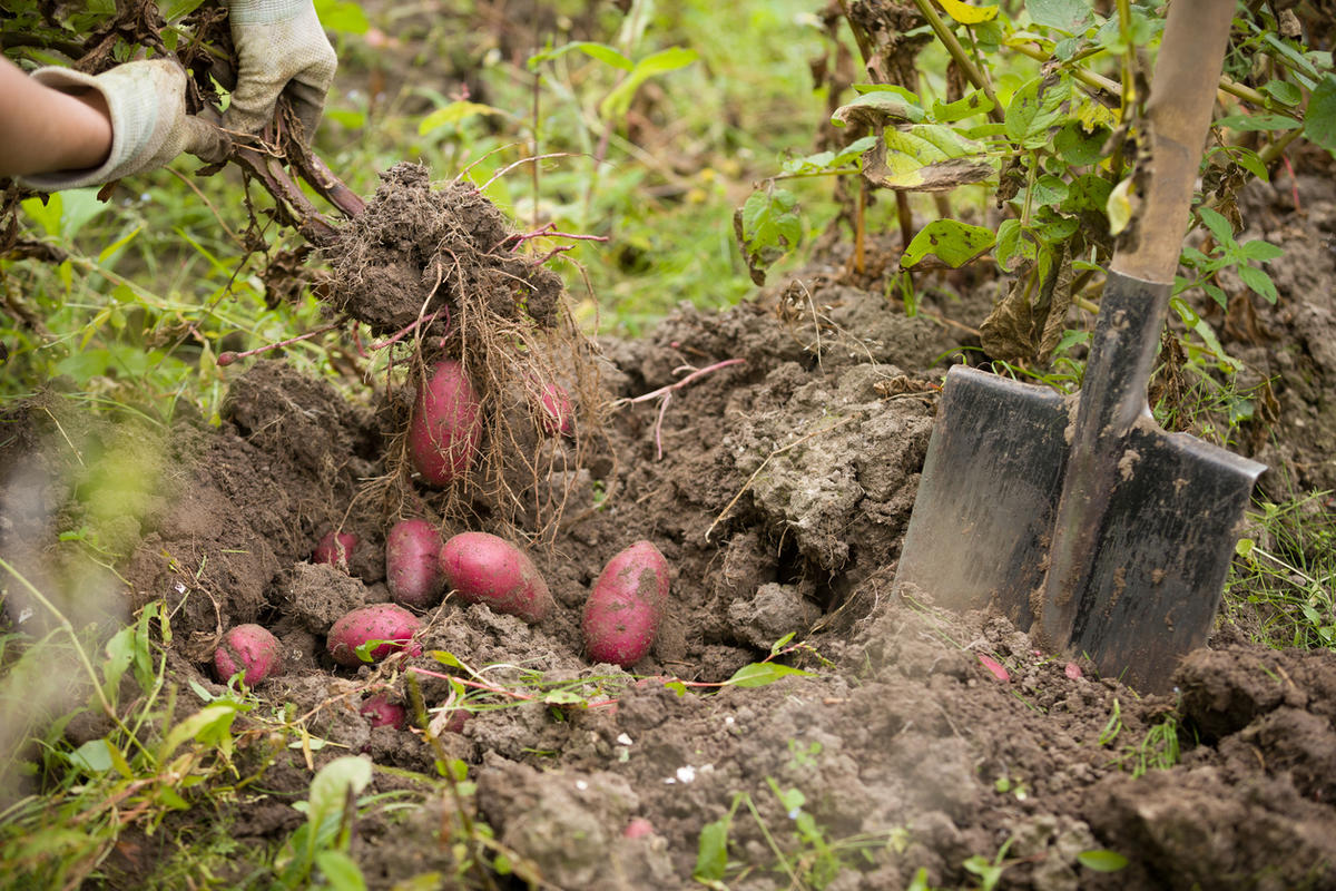Как вырастить картофель в дождливое лето: посадка и уход, особенности выращивания, сбор урожая