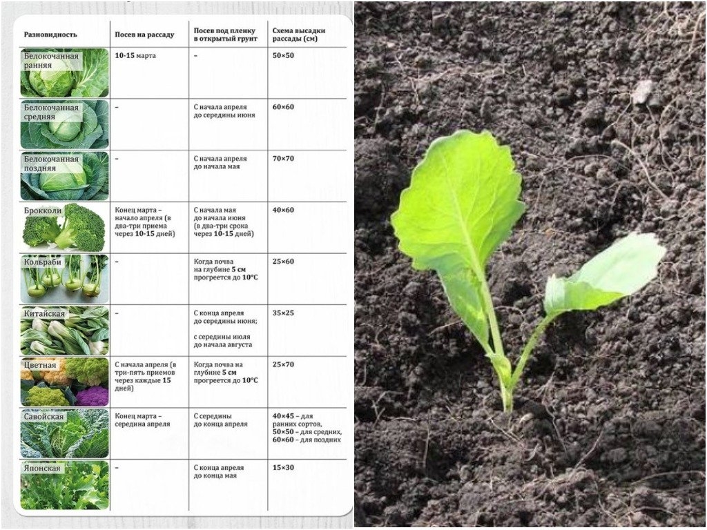Как правильно посадить в открытый грунт цветную капусту, схемы и сроки процедуры