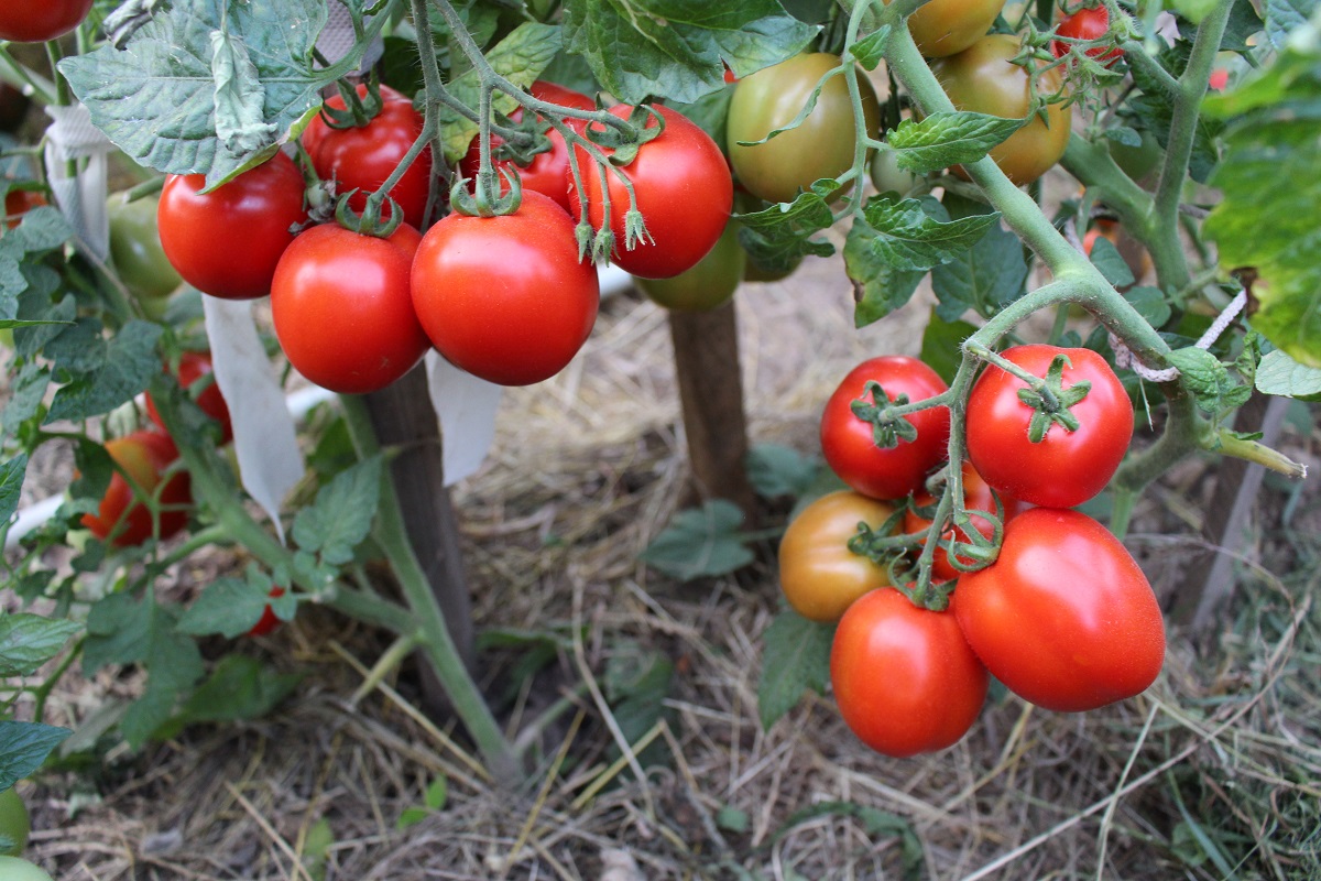 Новые сорта томатов на 2021 год - выбираем лучшее! | красивый дом и сад