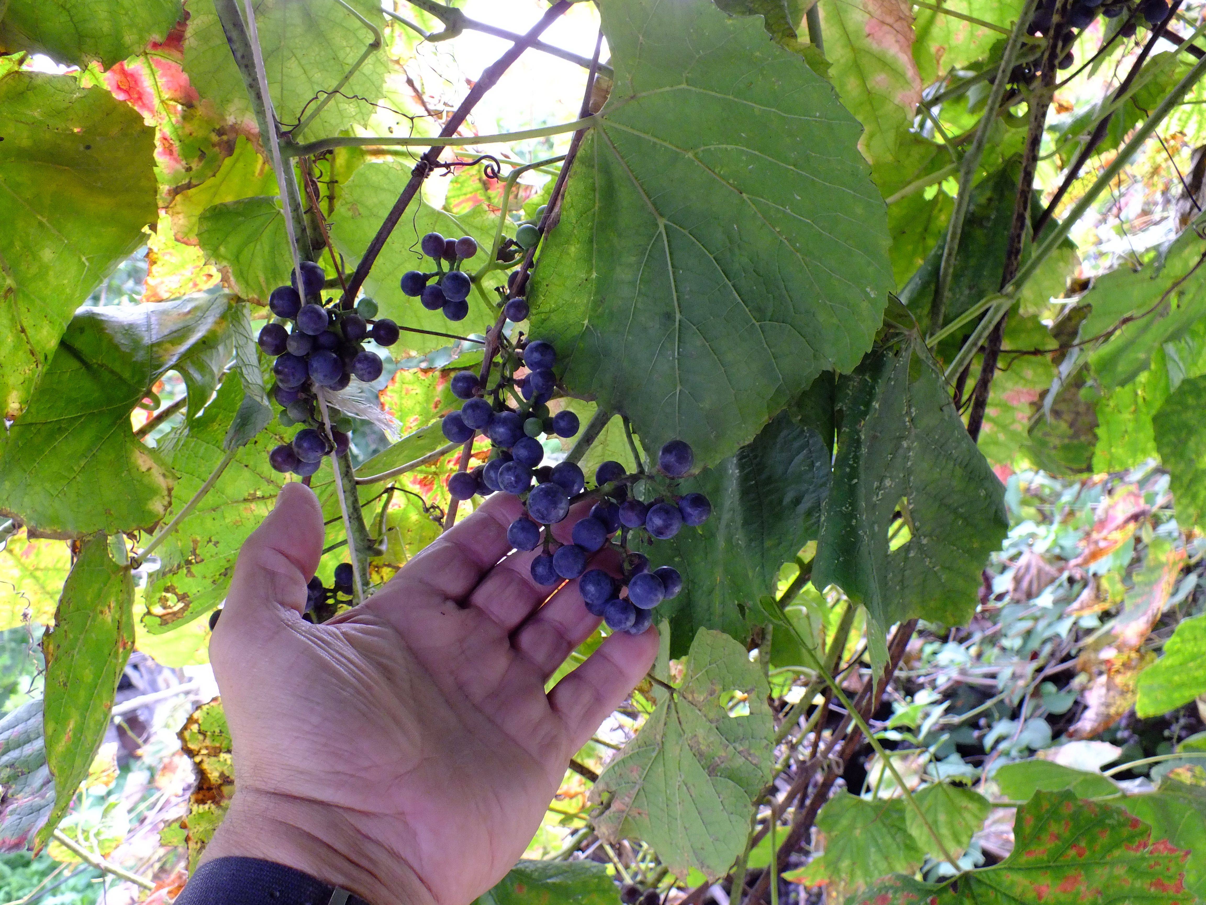 Виноград амурский: описание сорта, выращивание