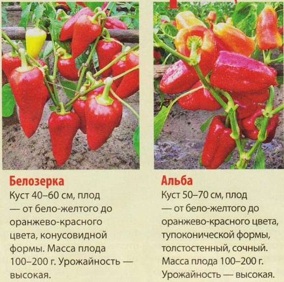 Перец белозерка: характеристика и описание сорта с фото, отзывы о семенах и урожае, особенности выращивания
