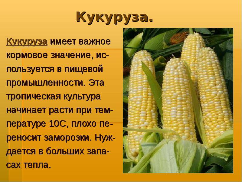Горох - это овощ или фрукт, к какому семейству относится культура (2021)