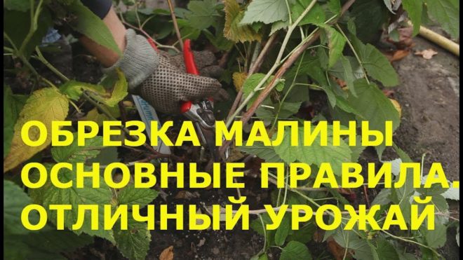 Ремонтантная малина: как получить богатый урожай ягод, личный опыт