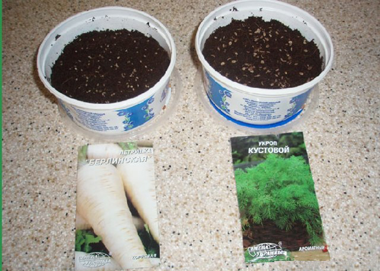 Как выращивать петрушку из семян на подоконнике зимой и ухаживать за ней - всё про сады