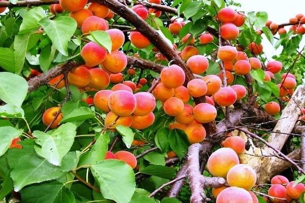 13 лучших сортов персика для средней полосы россии, посадка и уход
