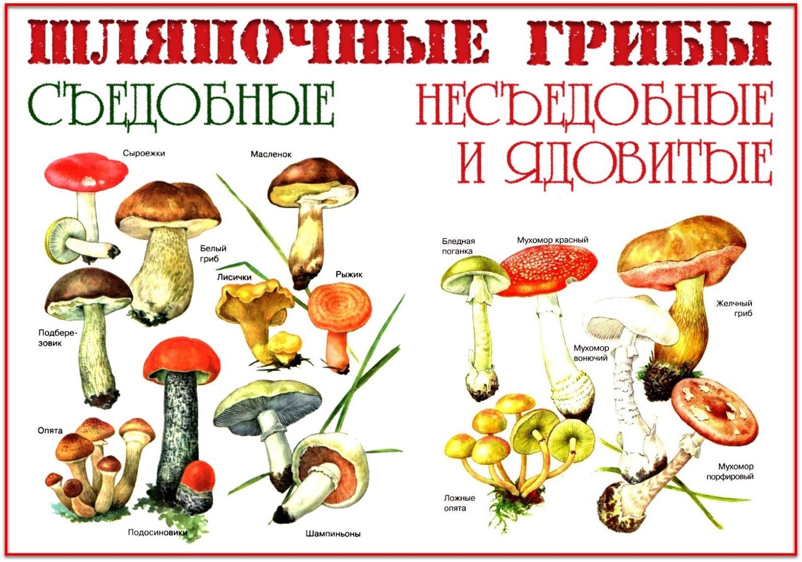 Грибы ставропольского края 2021: когда и где собирать, сезоны и грибные места