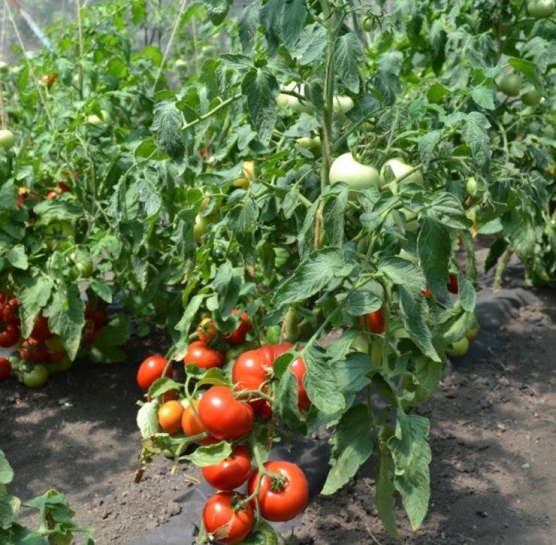Томат "слот f1": особенности, урожайность и описание сорта русский фермер
