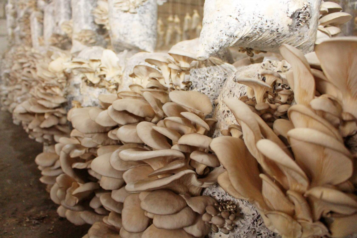 Как правильно вырастить шампиньоны и гриб вешенку