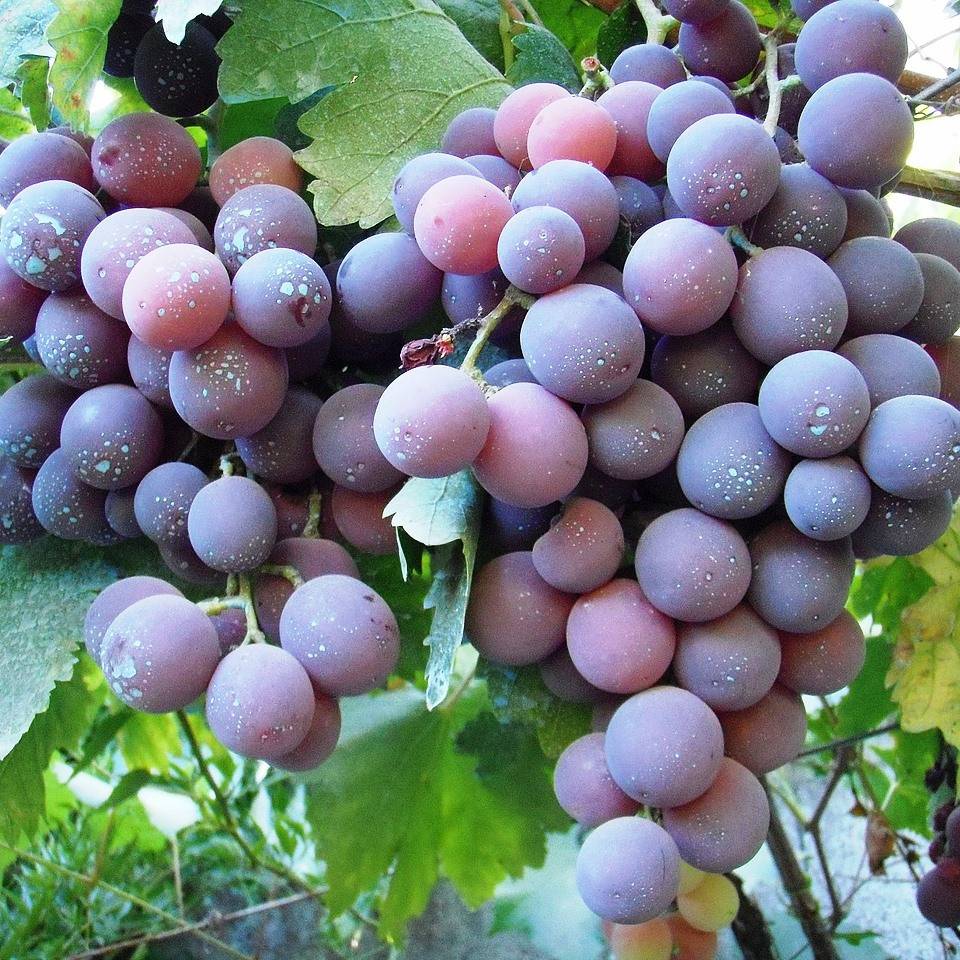 Виноград кодрянка: описание сорта с характеристикой и отзывами, особенности посадки и выращивания, фото