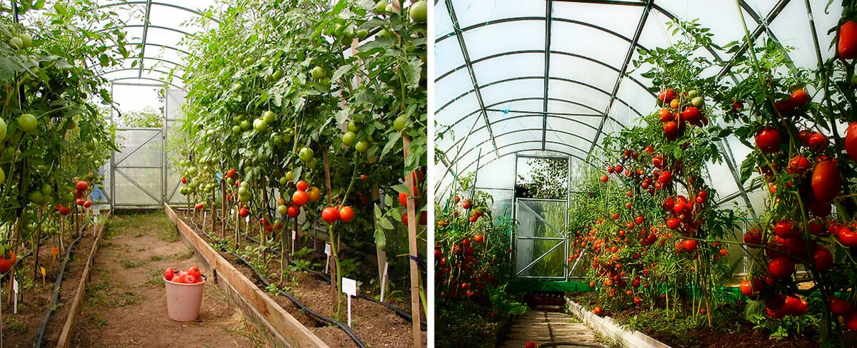 Правильное выращивание помидоров (томатов) в открытом грунте на даче