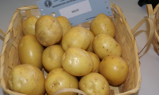 Сорт картофеля молли: описание, посадка и уход русский фермер