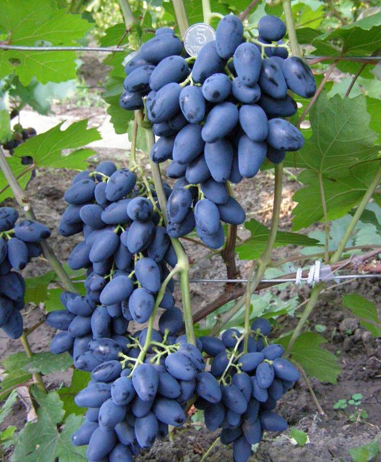 Сорт винограда августин, описание с характеристикой и отзывами, особенности посадки и выращивания, фото