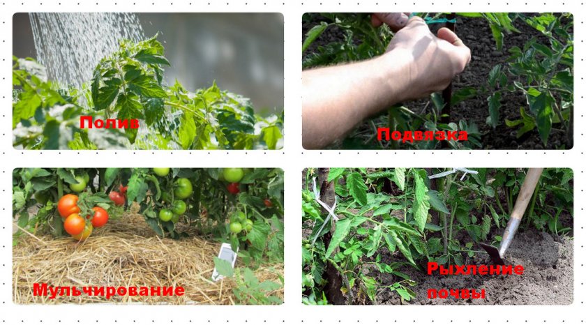 Томат сибирский скороспелый: описание и характеристика сорта, особенности выращивания, сроки посадки на рассаду, отзывы, фото
