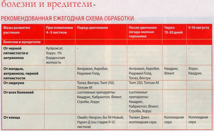 Обработка винограда от болезней и вредителей пошаговый план