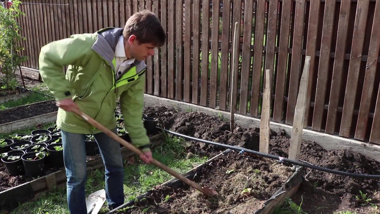 На рисунке изображен садовый участок весной перекапывают всю площадь теплицы и вносят на каждый