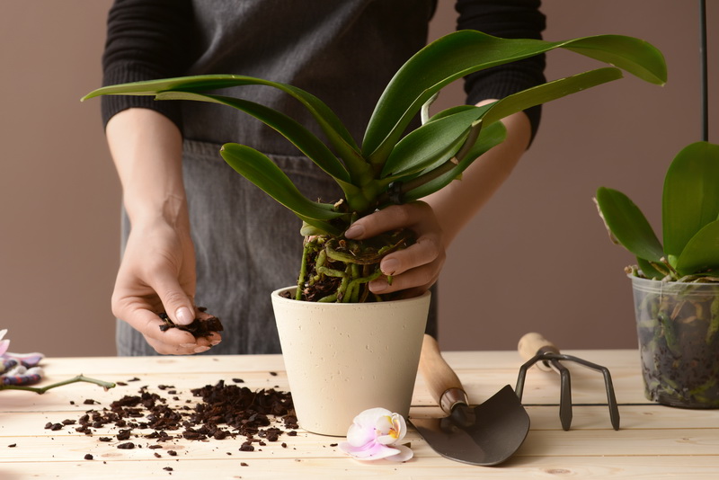 Инструкция, как пересадить цветущую орхидею в домашних условиях
