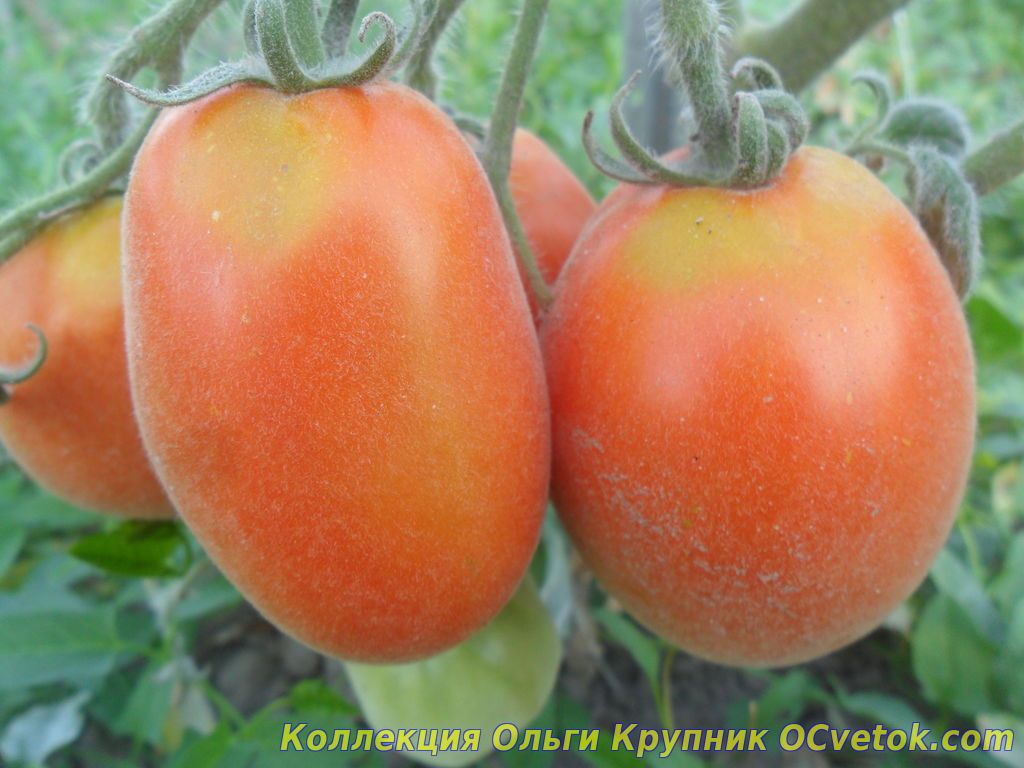 ✅ томат лесной голубой шмель - питомник46.рф