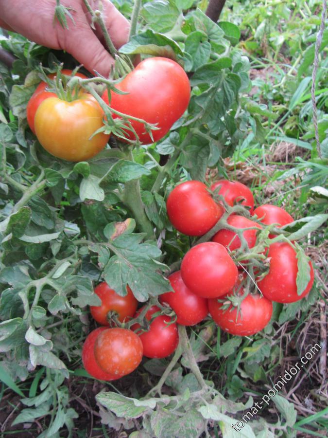 Описание сорта томата фунтик, его характеристика и урожайность