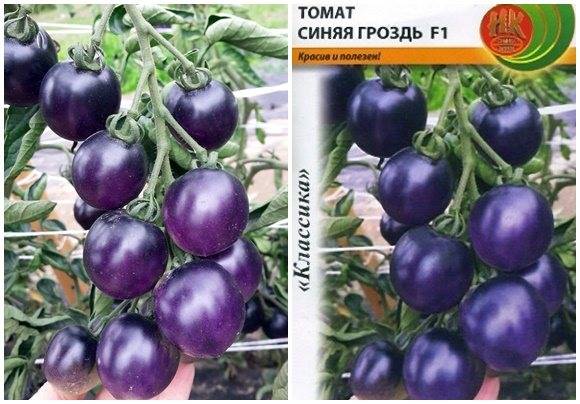 Характеристика и описание сорта томата Синяя гроздь