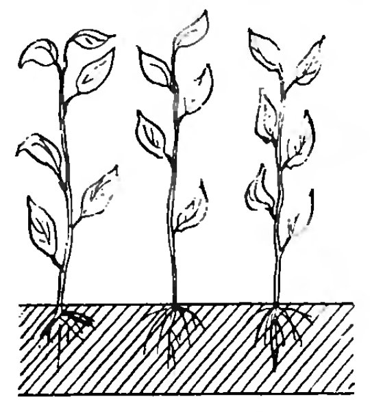 Войлочная вишня: описание, выращивание и рецепты