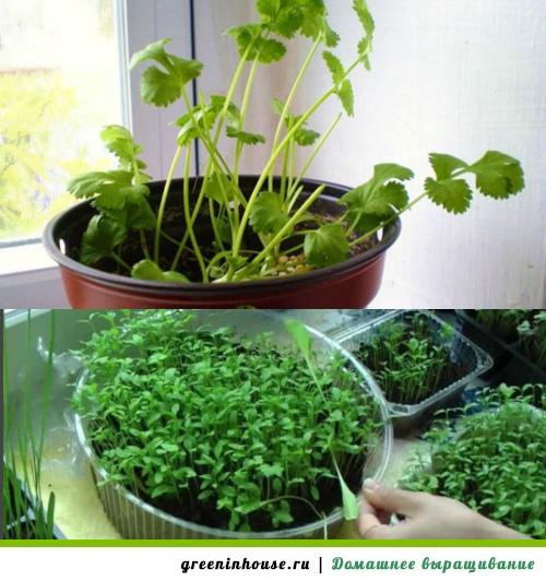 Кориандр (кинза) на подоконнике: как вырастить растение у себя дома