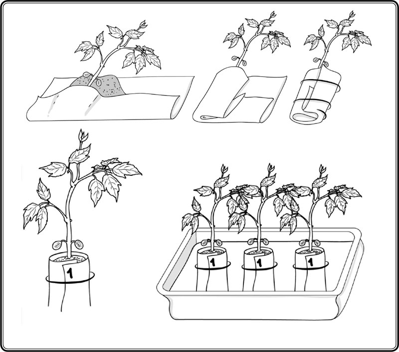 Корневин: применение для стимуляции роста растений, инструкция, свойства - почва.нет