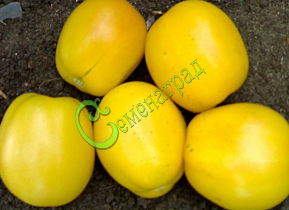 Томат казахстанский желтый: описание и характеристика сорта, урожайность с фото