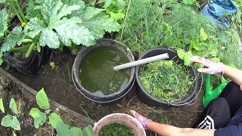 Что можно подкормить крапивой – лучшие рецепты зеленого удобрения