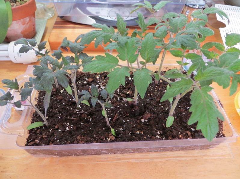 Советы для богатого урожая: чем подкормить рассаду помидор, чтобы были толстенькие и устойчивые стебли?