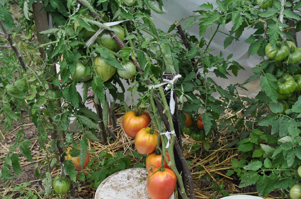 Выращивание томата севрюга