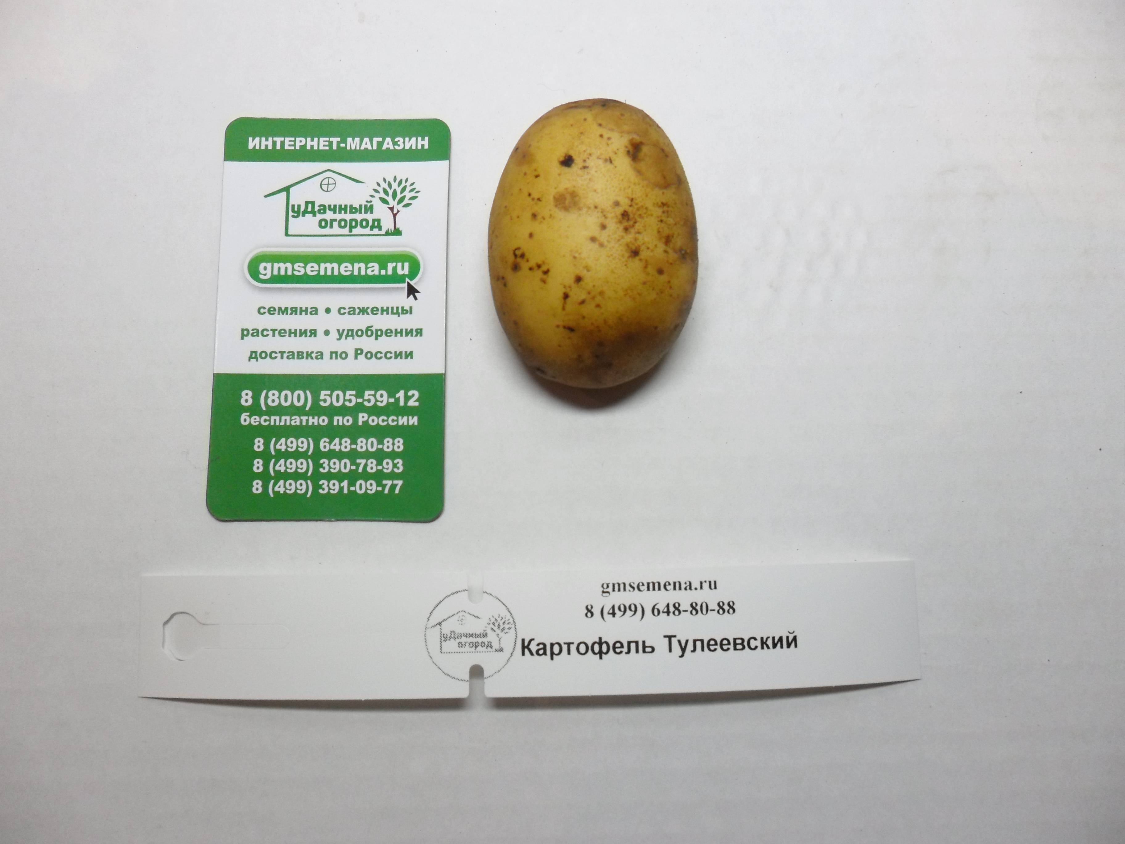 Особенности сорта картофеля «тулеевский». правила выращивания