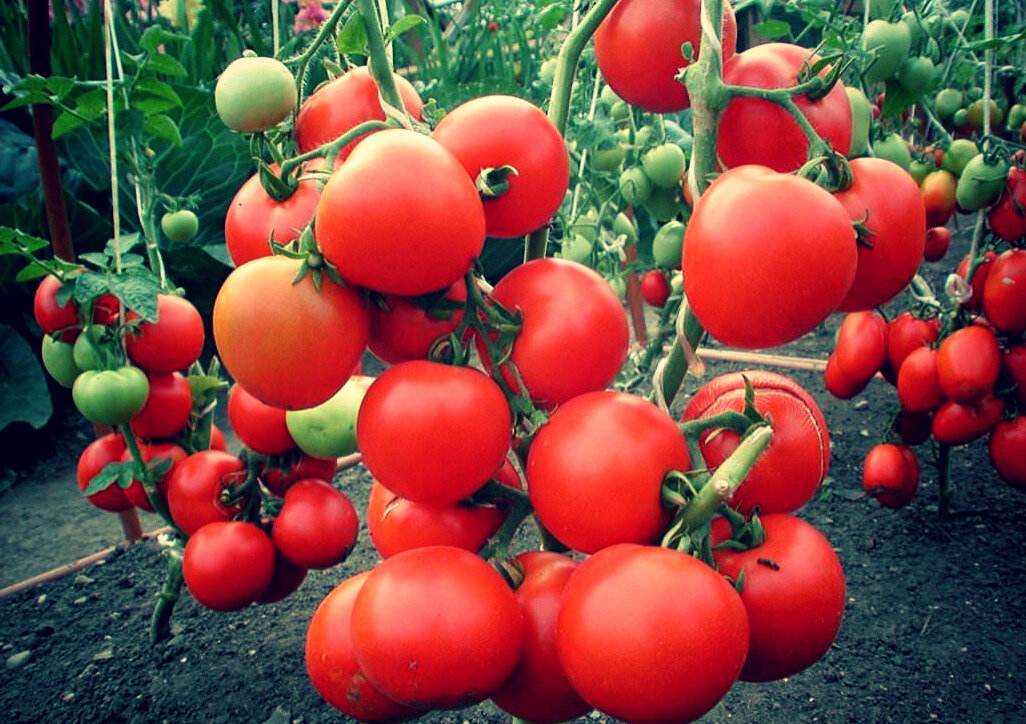Лучшие сорта помидор для краснодарского края 2021