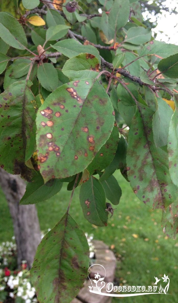Коричневые пятна на листьях яблони, почему появляются и что с эти делать?