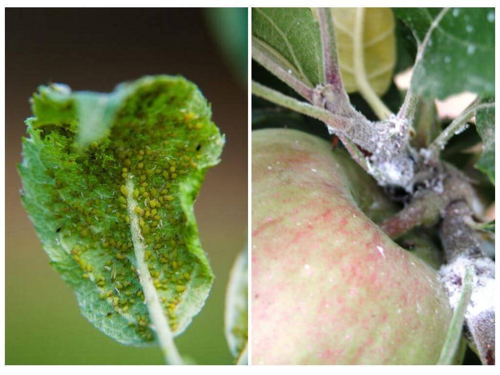 Вредитель паутинный клещ на яблоне: меры борьбы — химические и биологические