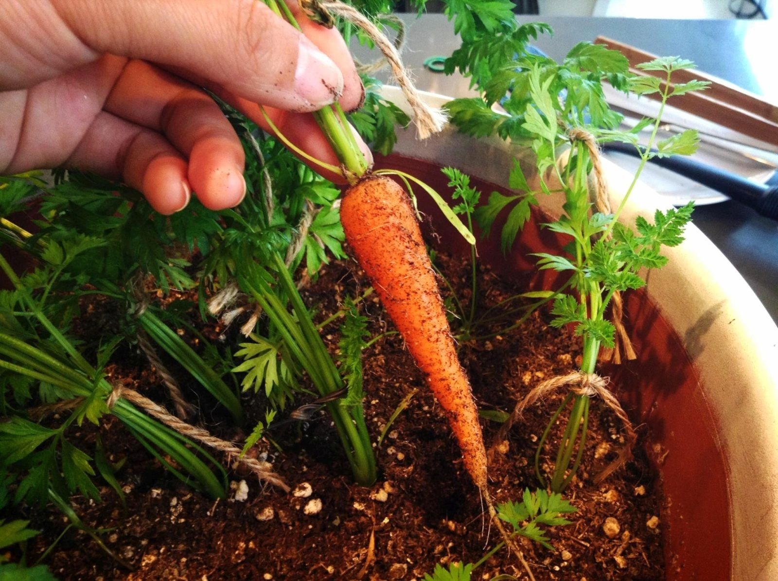 Сколько растет морковь. Морковь на балконе. Морковь в горшке. Морковка на подоконнике. Овощи на подоконнике.