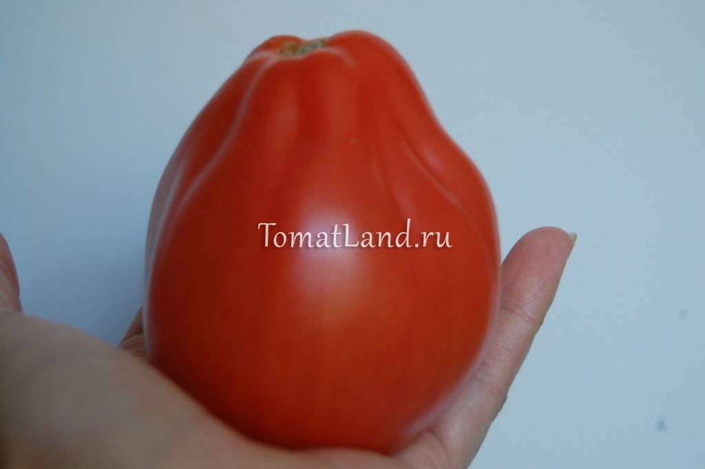 Чем сорта томатов отличаются от гибридов и что лучше выбрать